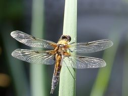 dragonfly flying near a green plant