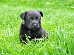 Black dog on grass