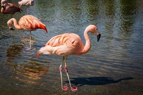 graceful pink flamingos in water