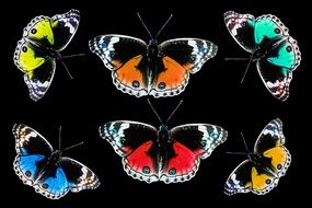 Butterflies Colorful drawings