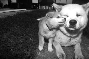 Akita Inu dogs
