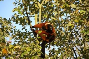 brown lemur on a tree