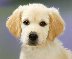 cute lovely Dog Golden Retriver