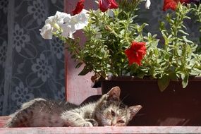 young cat is resting under the green bush