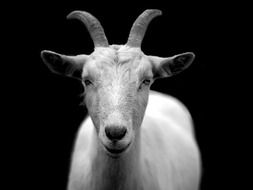 white goat on a black background