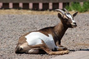 charming Goat