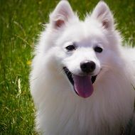 White Smile Fluffy Dog