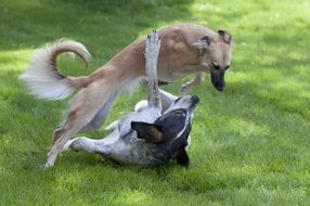 Colorful, cute and beautiful dogs play on a green meadow