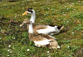 pair of ducks on green grass