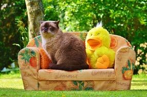 british shorthair Cat sitting on sofa beside duck toy outdoor