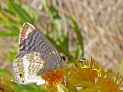 beige butterfly on a bright yellow flower