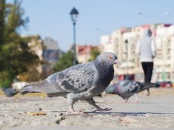 doves on town square