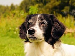 Portrait of the beautiful black and white dog