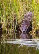 otter by the river