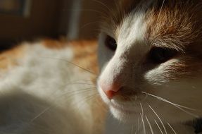 white Cats face with Shadow close-up