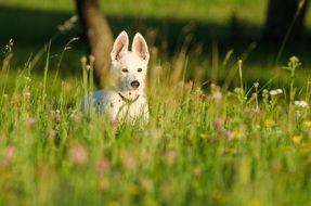 white shepherd dog on a flower meadow