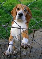 perfect beautiful Beagle dog