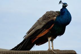 cute peacock bird feather