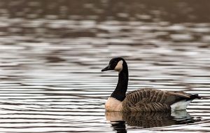 wondrous Wild Goose Bird