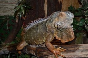 Iguana in terrarium