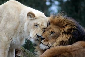 lion and lioness in the wild