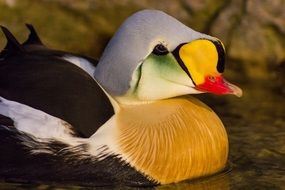 adorable and cute King Eider Duck