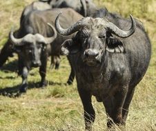 Picture of Cape Buffaloes in the wildlife