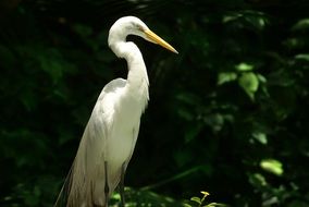 white heron in wildlife