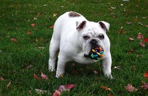 Beautiful and colorful cute english bulldog with a toy in his mouth