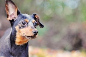 Puppy Happy Outdoor