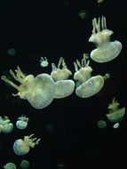 picture of the lots of jellyfishes