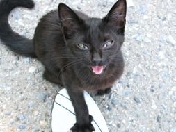 Sweet black kitten