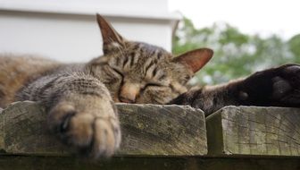 the cat is sleeping on wooden planks