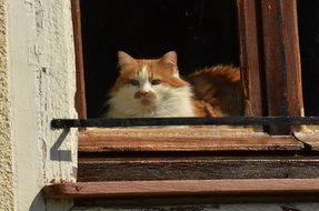 picture of the orange and white cat