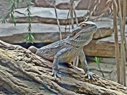tropical Bearded Dragon
