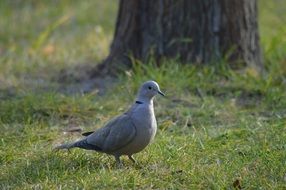 perfect beautiful Dove Bird