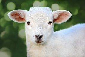 young white lamb