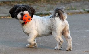 funny white-black Dog Play red Ball