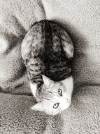 top view of a kitten in black and white image