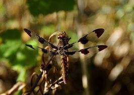 black dragonfly in nature close up