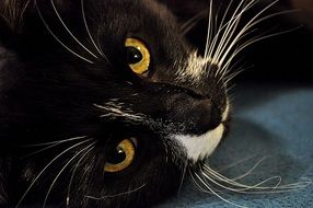 portrait of a black and white cat with white whiskers