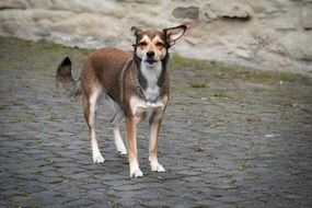 dog on the pavement