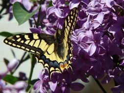 black and yellow butterfly on bright lilac