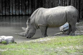 rhino in the reserve