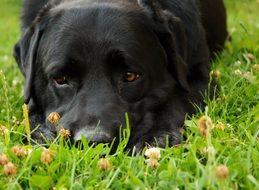 sad black Dog Portrait Labrador