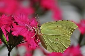 striking Flower Butterfly