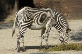 zebra- striped horse