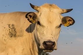 portrait of a farm cow on pasture