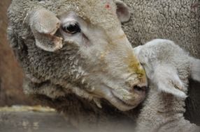 cute lovely Lamb