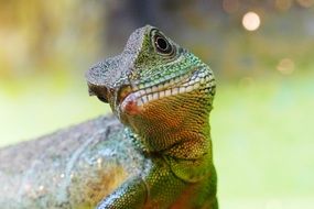 green lizard with big eyes